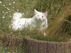 CIMG1013 300x225.jpg