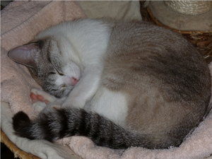 Die schlafende Zita.jpg