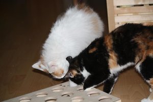 Ikea Yuna Cats Box.jpg