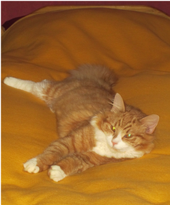 Tom Dez. 12 vermisst.png