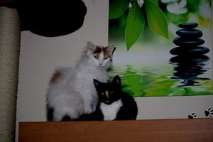 Ikea Yuna Aquarium.jpg