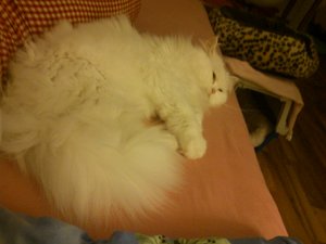 2012-12-31 02.20.04.JPG