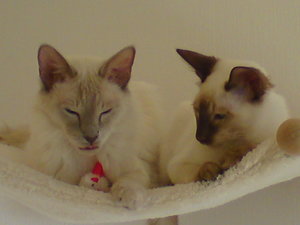 Knöpfchen und Mümmel 018.JPG