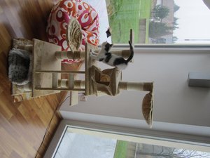 Leos neuer Kratzbaum.jpg