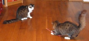laserpointer 1.jpg