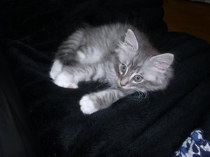 Katzenbilder 016.jpg