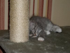 Katzenbilder 037.jpg