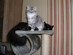 Zoey und cooter 002.jpg