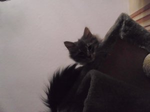 Zoey und cooter 016.jpg