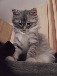 Zoey und cooter 011.jpg