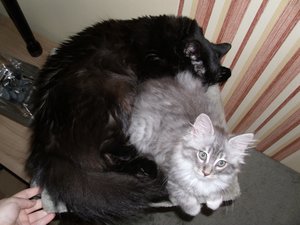 Zoey und cooter 021.jpg