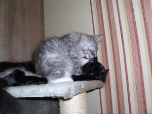 Zoey und cooter 028.jpg