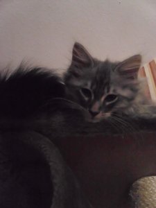 Zoey und cooter 014.jpg