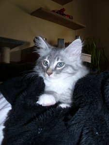 Zoey und cooter 032.jpg