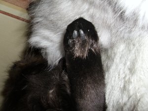 Zoey und cooter 025.jpg