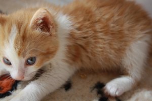 Meine Babiis 013.jpg