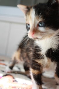 Meine Babiis 020.jpg