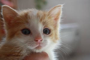 Meine Babiis 015.jpg