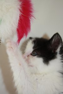 Meine Babiis 023.jpg