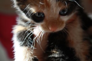 Meine Babiis 019.jpg