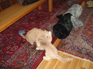 fotoleermachen 027.jpg