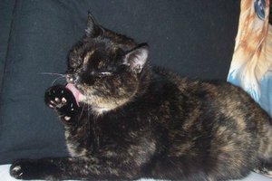 102_0862 - Kopie.JPG