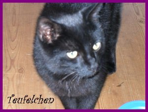 teufelchen 001 [800x600] [800x600].jpg