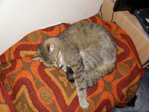 Katzenbilder 004.jpg