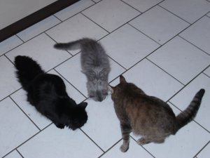 Katzenbilder 049.jpg