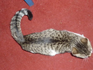 Natur pur auf dem Wall 023.jpg