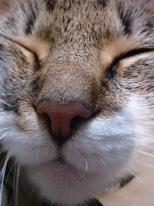 Josie mit Bartis 026.jpg