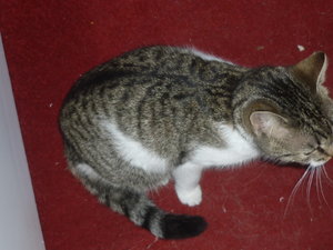 Natur pur auf dem Wall 020.jpg