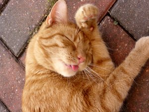 Minki, Bonny und Berry 058.jpg