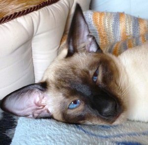 P1000309 - Kopie.JPG