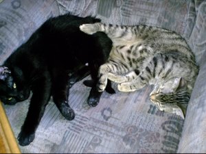 Simba und Tigerle 5.jpg