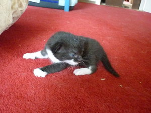 Hurra, wir sind schon 2 Wochen alt 002.jpg