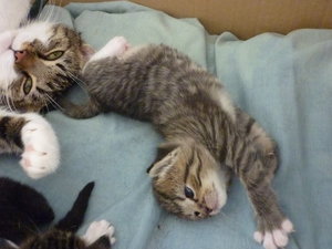 Hurra, wir sind schon 2 Wochen alt 010.jpg