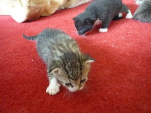 Hurra, wir sind schon 2 Wochen alt 034.jpg