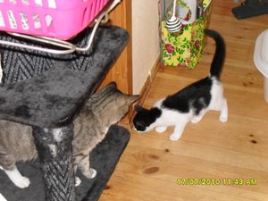 Jack und Tommy die ersten Minuten 003 [800x600].jpg