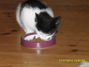 Jack und Tommy 001 [800x600].jpg