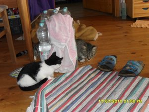 Jack und Tommy 004 [800x600].jpg