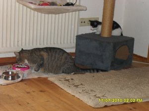 Jack und Tommy 009 [800x600].jpg