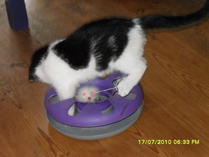 Jack und Tommy 013 [800x600].jpg