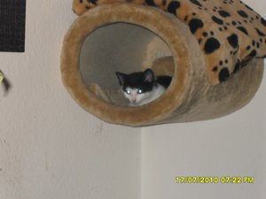 Jack 001 [800x600].jpg