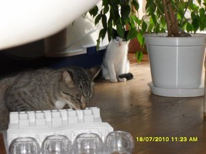 Jack 011 [800x600].jpg