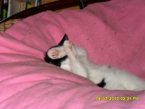 Jack 019 [800x600].jpg