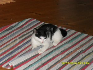 Jack(Mütze) 006 [800x600].jpg