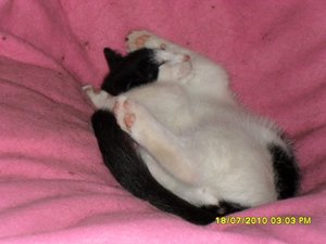 Jack 022 [800x600].jpg