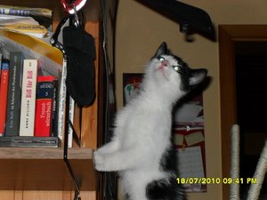 Jack(Mütze) 016 [800x600].jpg