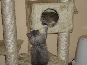 Felix spielt mit Cooter 005.jpg